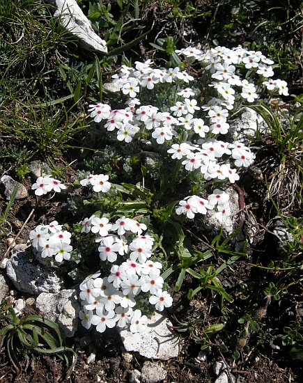 Androsace villosa /Androsace appenninica